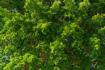 Obraz premium Beautiful crown of a tropical tree with green foliage close-up. Sunny day in the summer park. Brown tree branches with succulent green leaves.