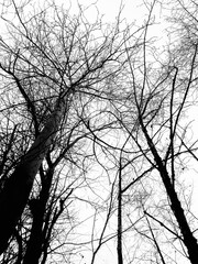 silhouette of a tree in winter