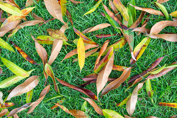 Green grassy lawn with colorful leaves. Bright grass background close-up. Variegated leaves of a tree on a grassy field. Tropical autumn park.