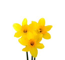 Cute bright yellow daffodils isolated on white background.