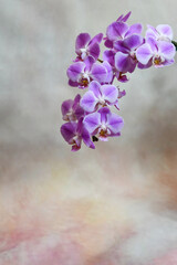 Fototapeta na wymiar purple phalaenopsis orchid on color background with negative space. May used as background