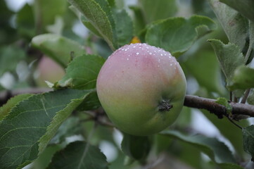 Apples in the garden on a branch 