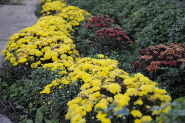 Flowers garden chrysanthemums. Chrysanthemums in the garden. 