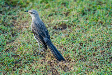 Pássaro cinza em Ilhéus na Bahia. 