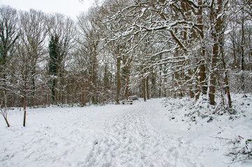 Winter snows in the woods.