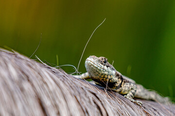 Pequeno lagarto sobre quiosque em Ilhéus na Bahia. 