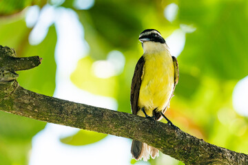 Bem te vi sobre galho em Ilhéus na Bahia. 