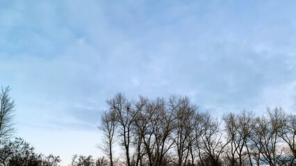 Early sunset in cold weather, winter blue sky with lifeless trees and dry branches