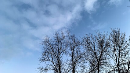 Early sunset in cold weather, winter blue sky with lifeless trees and dry branches