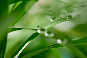 Naklejka premium A closeup of water drops on green leaf after raindrops