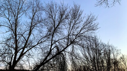 Early sunset in cold weather, winter blue sky with lifeless trees and dry branches