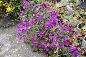 Flowers garden chrysanthemums. Chrysanthemums in the garden. 