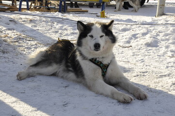 Naklejka premium Husky dogs 