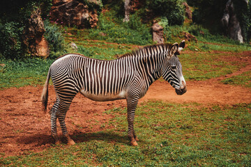 Fototapeta na wymiar general shot of a beautiful zebra in freedom