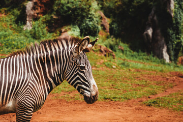 Fototapeta na wymiar close up of a zebra's face in the savannah