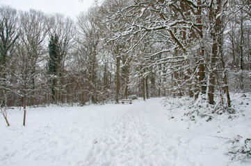 Winter snows in the woods.