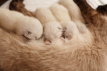 Fototapeta na wymiar Mother cat and newborn kittens. Baby kittens drink mother's milk