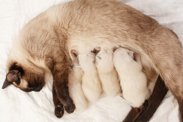 Mother cat and newborn kittens. Baby kittens drink mother's milk