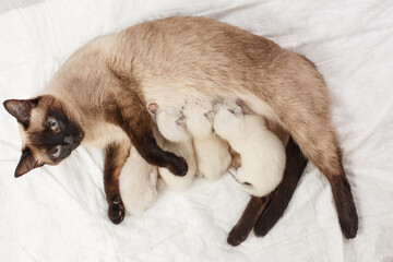 Obraz premium Mother cat and newborn kittens. Baby kittens drink mother's milk