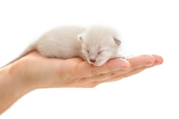 Newborn blind kitten on the palm