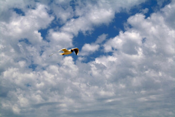 kite in the sky