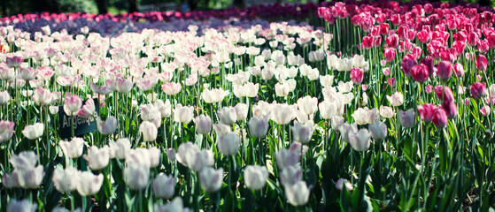Spring sunny blooming flowers tulips