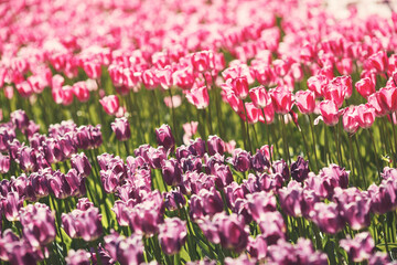 Spring sunny blooming flowers tulips