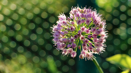 thistle flower