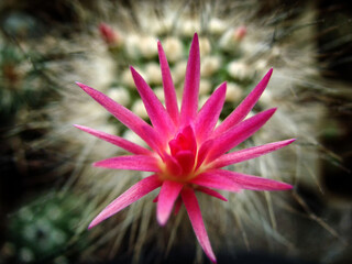 cactus 