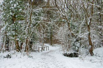 Winter snows in the woods.