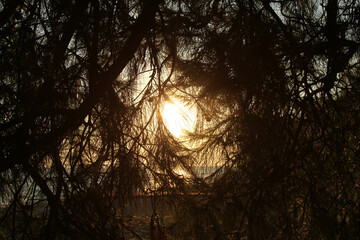 sunset through spruce branches in summer on the beach of the sea
