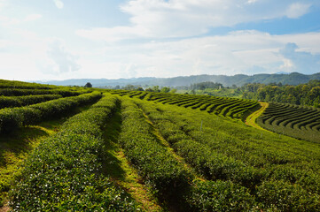 Fototapeta na wymiar Tea plantation in Chiang Rai, Thailand