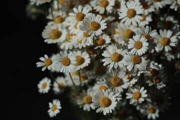 white daisies in a garden