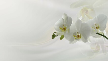 A branch of an orchid on a light blurred background. Delicate, white orchid flower. Selective focus with copy space.