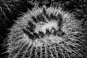 black and white barrel cactus