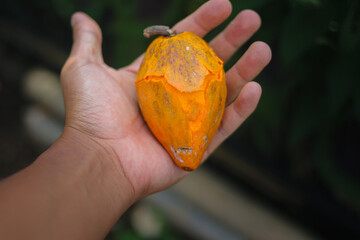 Hand holding yellow egg fruit or canistel (commonly known as the cupcake fruit, Pouteria campechiana, Sawo mentega, sawo ubi, sawo belanda, alkesah) freshly harvested from the garden