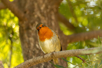 Robin or pomegranate Nightingale is a species of bird classified in the family flycatcher. Erithacus rubecula