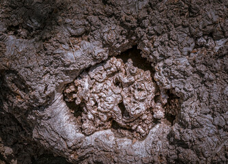 Macro photo of a gnarly carbuncle on a tree that is illuminated by mottled summer sunlight
