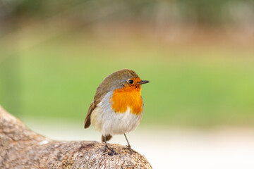 Robin or pomegranate Nightingale is a species of bird classified in the family flycatcher. Erithacus rubecula