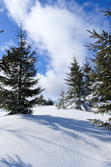 Winter mountain landscape with blue sky and snowy trees. Silesian Beskids, Poland.