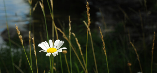 White Daisy flower on a lake shore with dark background