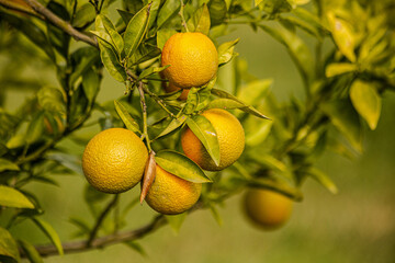 Oranges growing on the tree in Turkey. 