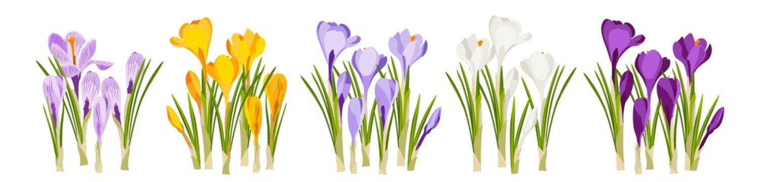  Spring Set bouquets of flowers crocuses, yellow, purple, lilac, white. Spring background, isolate the colors on a white background. Background for your greeting card design. Vector image