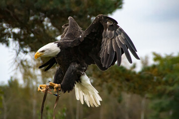 Bald eagle