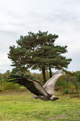 Fototapeta na wymiar Griffon vulture