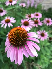 Echinacea flower bloomed in early July 