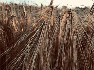 ripe ears of barley