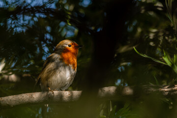 Robin or pomegranate Nightingale is a species of bird classified in the family flycatcher. Erithacus rubecula