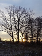 Fototapeta na wymiar Sun and Trees