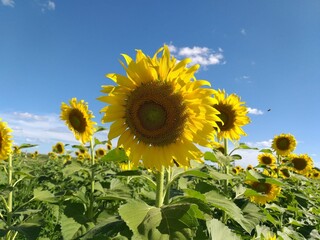 Beautiful plantation of sunflowers outdoors, bottom-up view, in the background other defocused sunflowers and the sky.